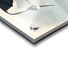 Long-legged Avocet Acrylic print