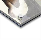 Wandering Shearwater Acrylic print