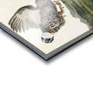 Wandering Shearwater Acrylic print