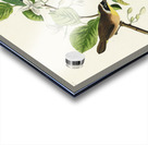 Wandering Shearwater Acrylic print