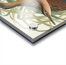 Fresh Water Marsh Hen Acrylic print