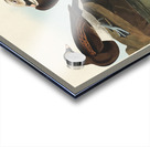 Long-tailed Duck Acrylic print