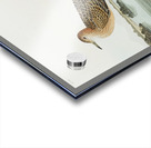 Buff breasted Sandpiper Acrylic print