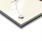 Winter Wren and Rock Wren Acrylic print