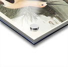 American Avocet Acrylic print