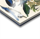 Yellow-Billed Magpie Stellers Jay Ultramarine Jay and Clarks Crow Acrylic print