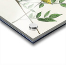 Blue-eyed yellow Warbler Acrylic print