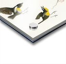 Yellow-breasted Chat Acrylic print