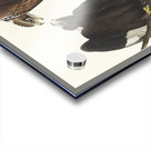 Rough-legged Falcon Acrylic print