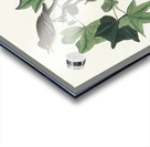 Traills Flycatcher Acrylic print