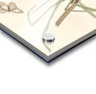 MacGillivrays Finch Acrylic print