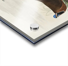 Roseate Spoonbill Acrylic print