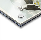 Black-throated Guillemot Nobbed-billed Auk Curled-crested Auk and Horned-billed Guillemot Acrylic print