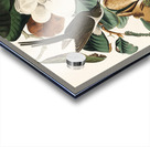 Black-billed Cuckoo Acrylic print