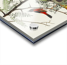 Orchard Oriole Acrylic print