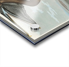 Brown Pelican Acrylic print