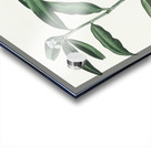 Hooded Warbler Acrylic print