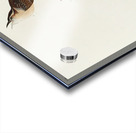 Great Carolina Wren Acrylic print