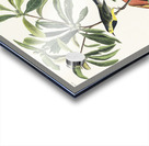 Bachmans Warbler Acrylic print