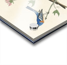 Lazuli Finch Clay-coloured Finch Oregon Snow Finch Acrylic print