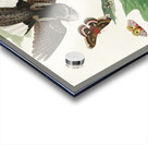 Whip-poor-will Acrylic print