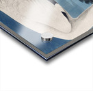 Hooping Crane Acrylic print