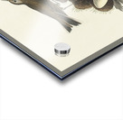 Brown Lark Acrylic print