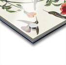 Mango Hummingbird Acrylic print