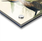 Mango Hummingbird Acrylic print