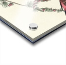 Purple Finch Acrylic print