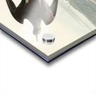 Purple Finch Acrylic print