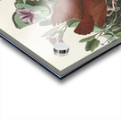 Key-west Dove Acrylic print