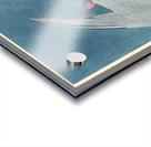 Arctic Tern Acrylic print