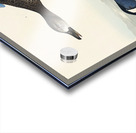 Blue-Winged Teal Acrylic print