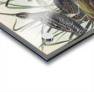 American Snipe Acrylic print