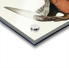 Hudsonian Godwit Acrylic print