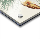 Hudsonian Godwit Acrylic print