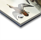 Red Phalarope Acrylic print