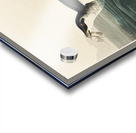 Little Auk Acrylic print