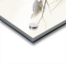 Sharp-tailed Finch Acrylic print