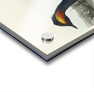 Eared Grebe Acrylic print