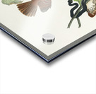 Ferruginous Thrush Acrylic print