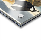 King Duck Acrylic print