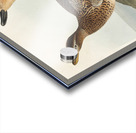 Gadwall Duck Acrylic print