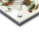 Wood Thrush Acrylic print