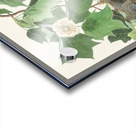 Baltimore Oriole Acrylic print