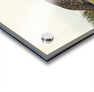 Cock of the Plains Acrylic print