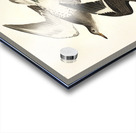 Townsends Sandpiper Acrylic print