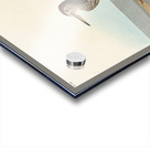 Pectoral Sandpiper Acrylic print