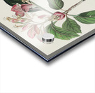 Bachmans Finch Acrylic print